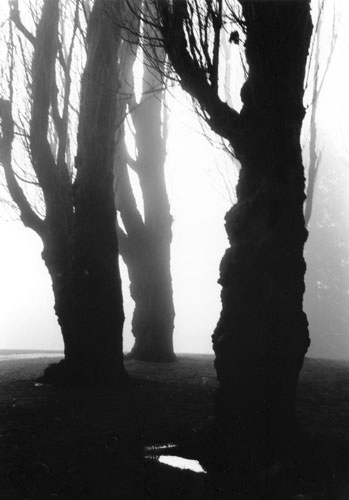 Poplars in Fog Two